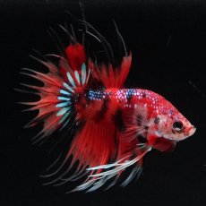 画像2: CT　キャンディ (2)