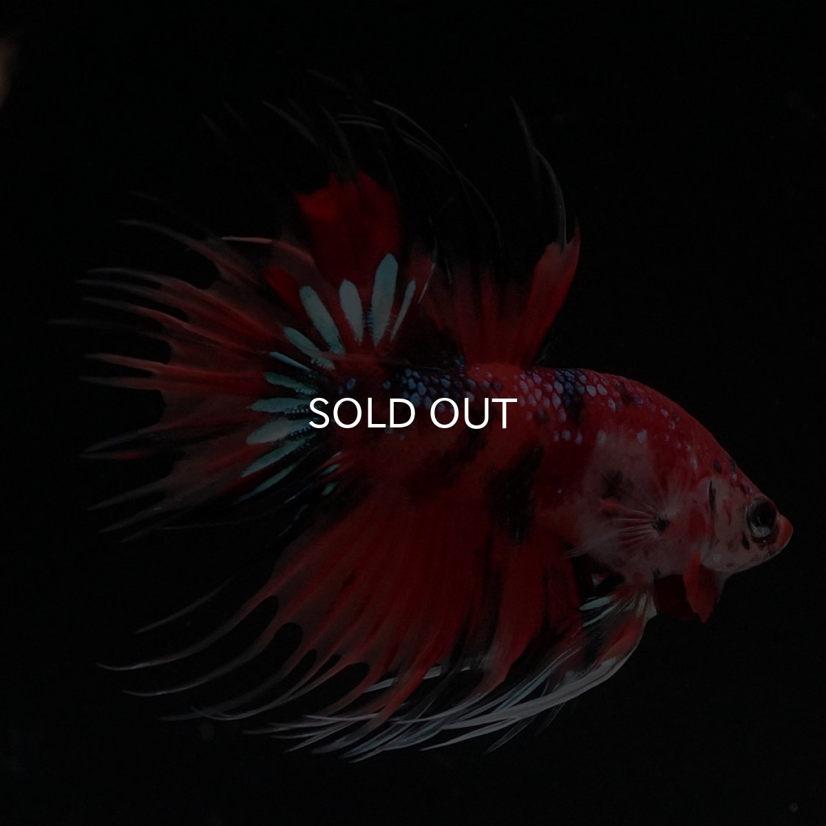 画像6: CT　キャンディ (6)