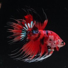 画像6: CT　キャンディ (6)