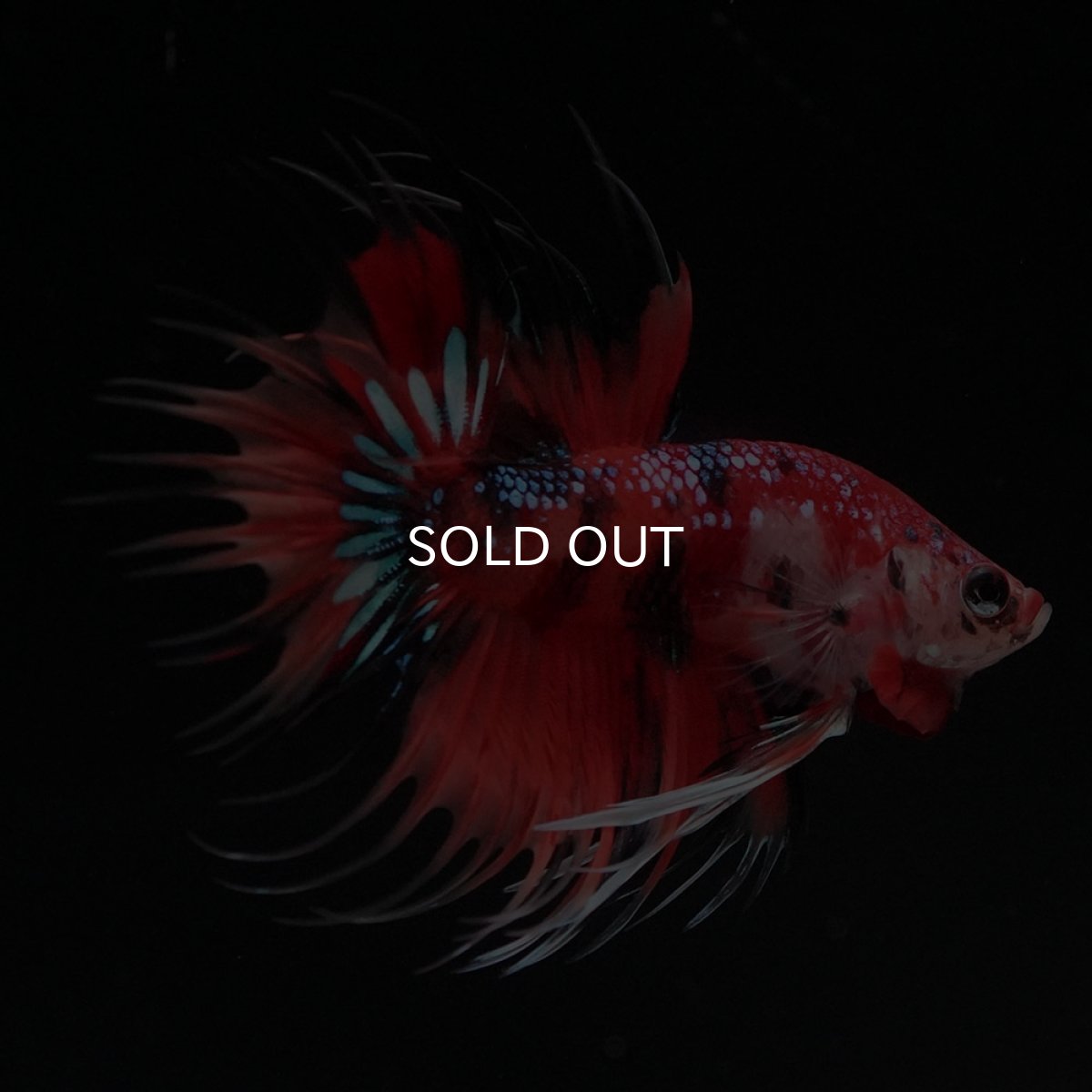 画像5: CT　キャンディ (5)