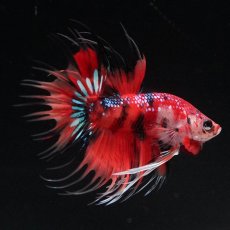 画像5: CT　キャンディ (5)