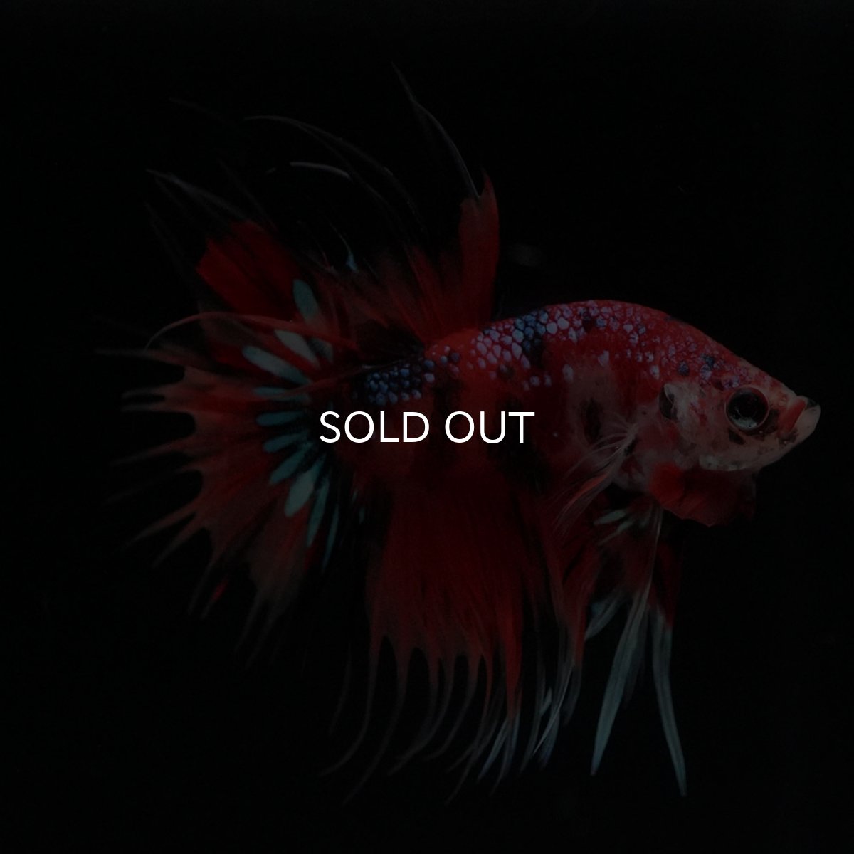 画像4: CT　キャンディ (4)