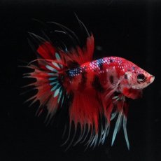 画像4: CT　キャンディ (4)