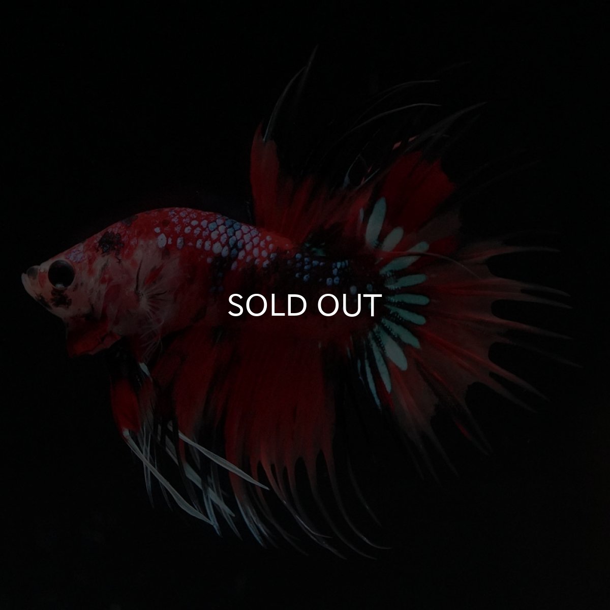 画像1: CT　キャンディ (1)