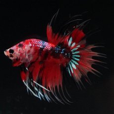 画像1: CT　キャンディ (1)