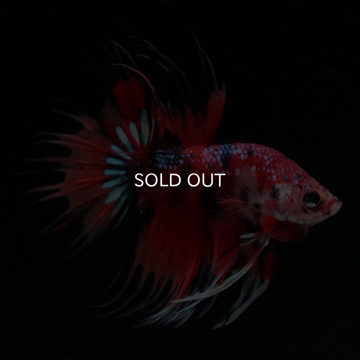 画像3: CT　キャンディ (3)