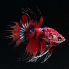 画像3: CT　キャンディ (3)