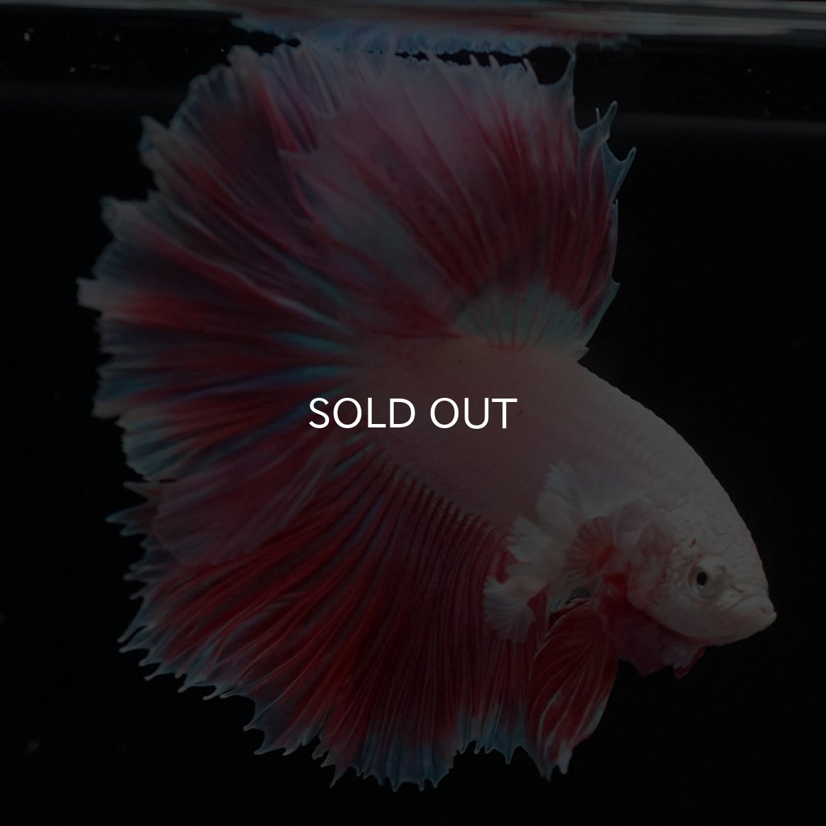 画像4: HMダンボ　ファンシー (4)