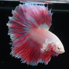 画像4: HMダンボ　ファンシー (4)