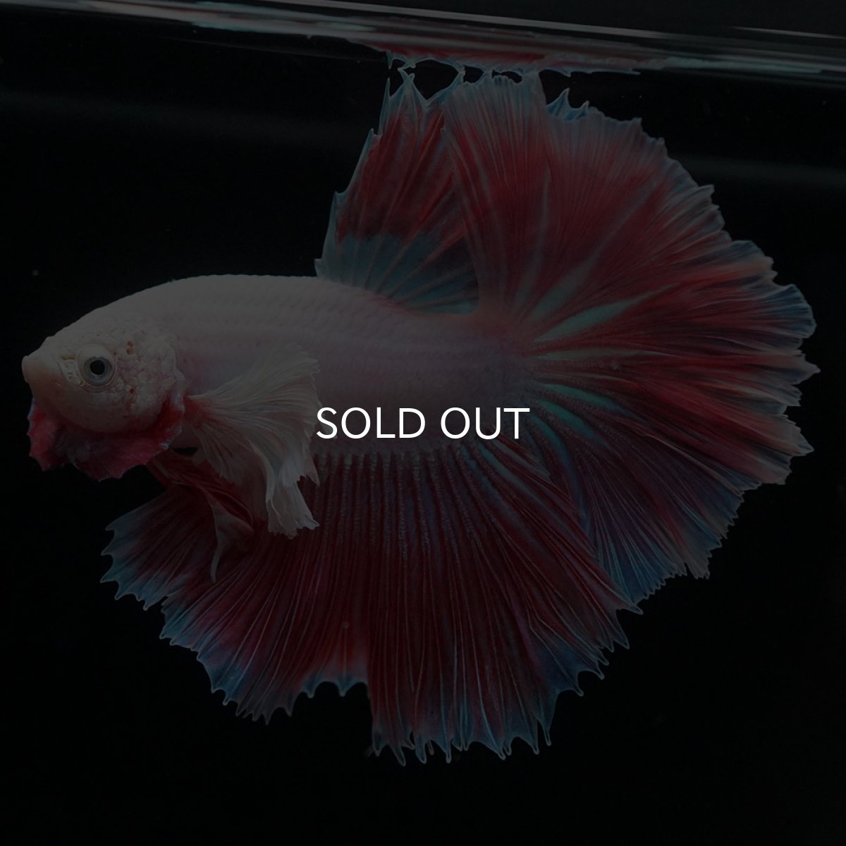 画像1: HMダンボ　ファンシー (1)