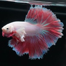 画像1: HMダンボ　ファンシー (1)