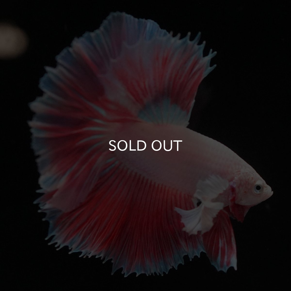 画像2: HMダンボ　ファンシー (2)