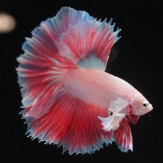 画像2: HMダンボ　ファンシー (2)