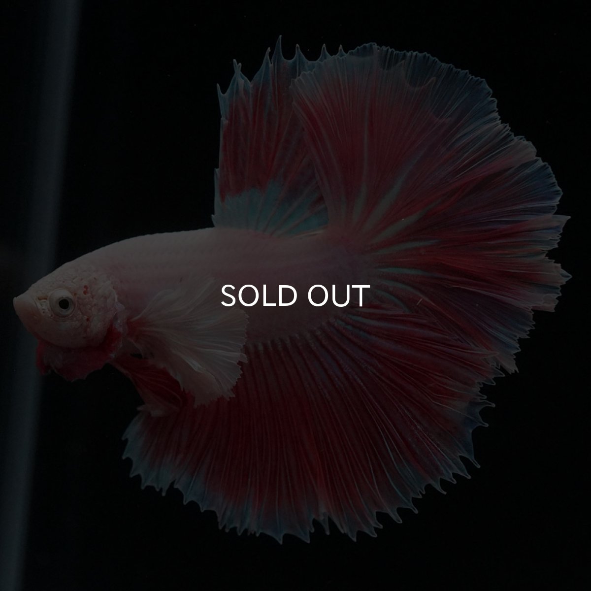 画像3: HMダンボ　ファンシー (3)