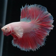 画像3: HMダンボ　ファンシー (3)