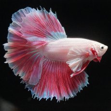 画像6: HMダンボ　ファンシー (6)