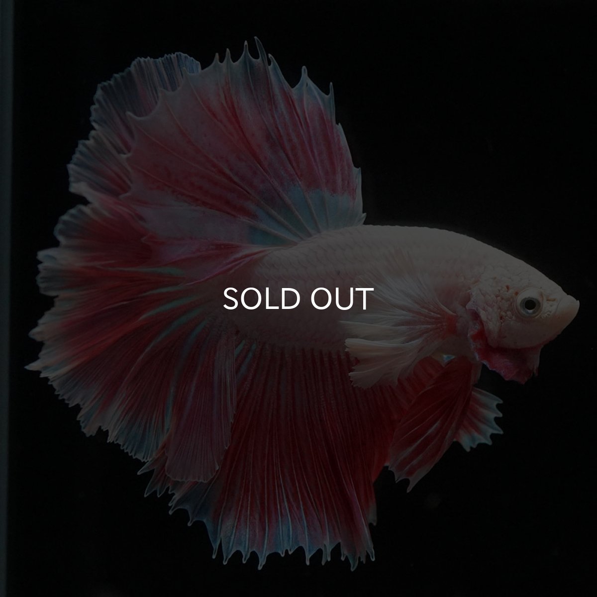 画像5: HMダンボ　ファンシー (5)