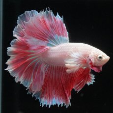 画像5: HMダンボ　ファンシー (5)