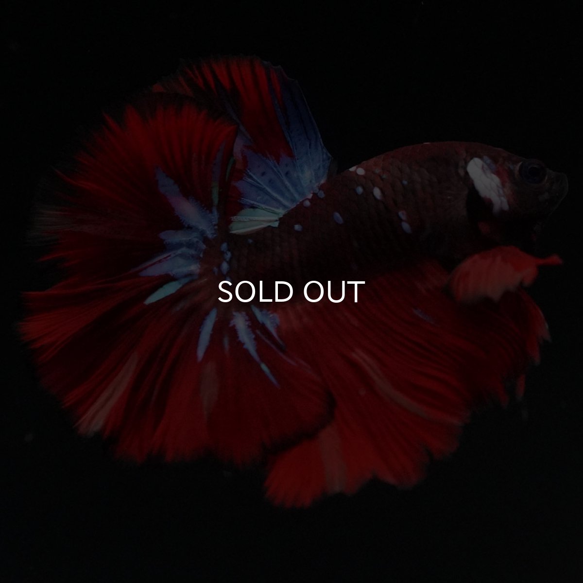 画像4: OHM　ブラックキャンディ (4)