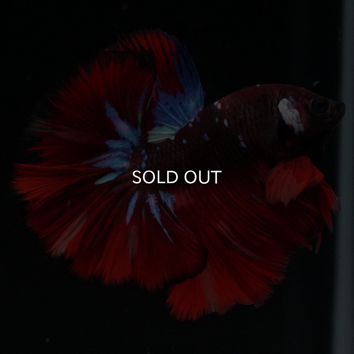 画像1: OHM　ブラックキャンディ (1)