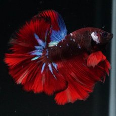 画像1: OHM　ブラックキャンディ (1)