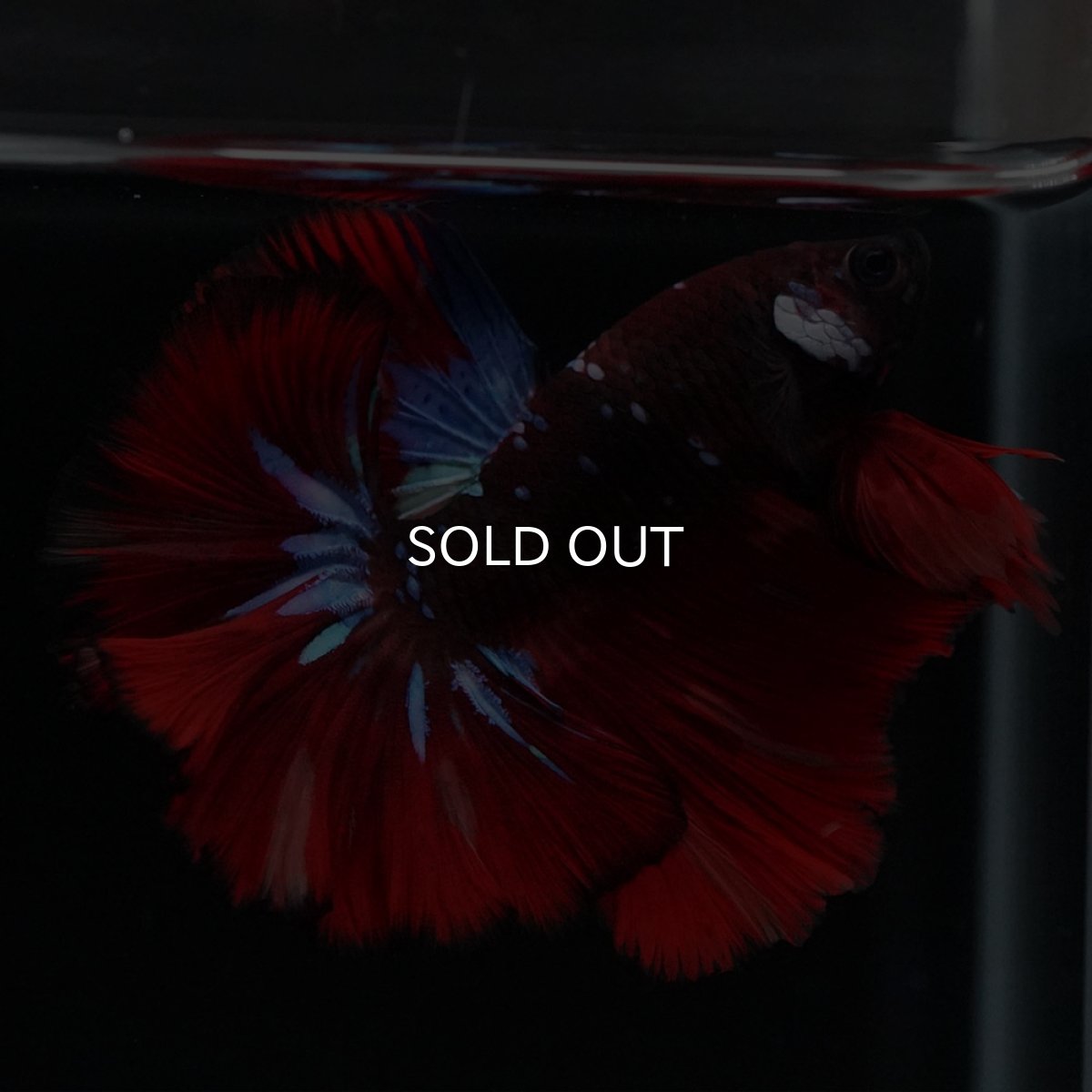 画像6: OHM　ブラックキャンディ (6)