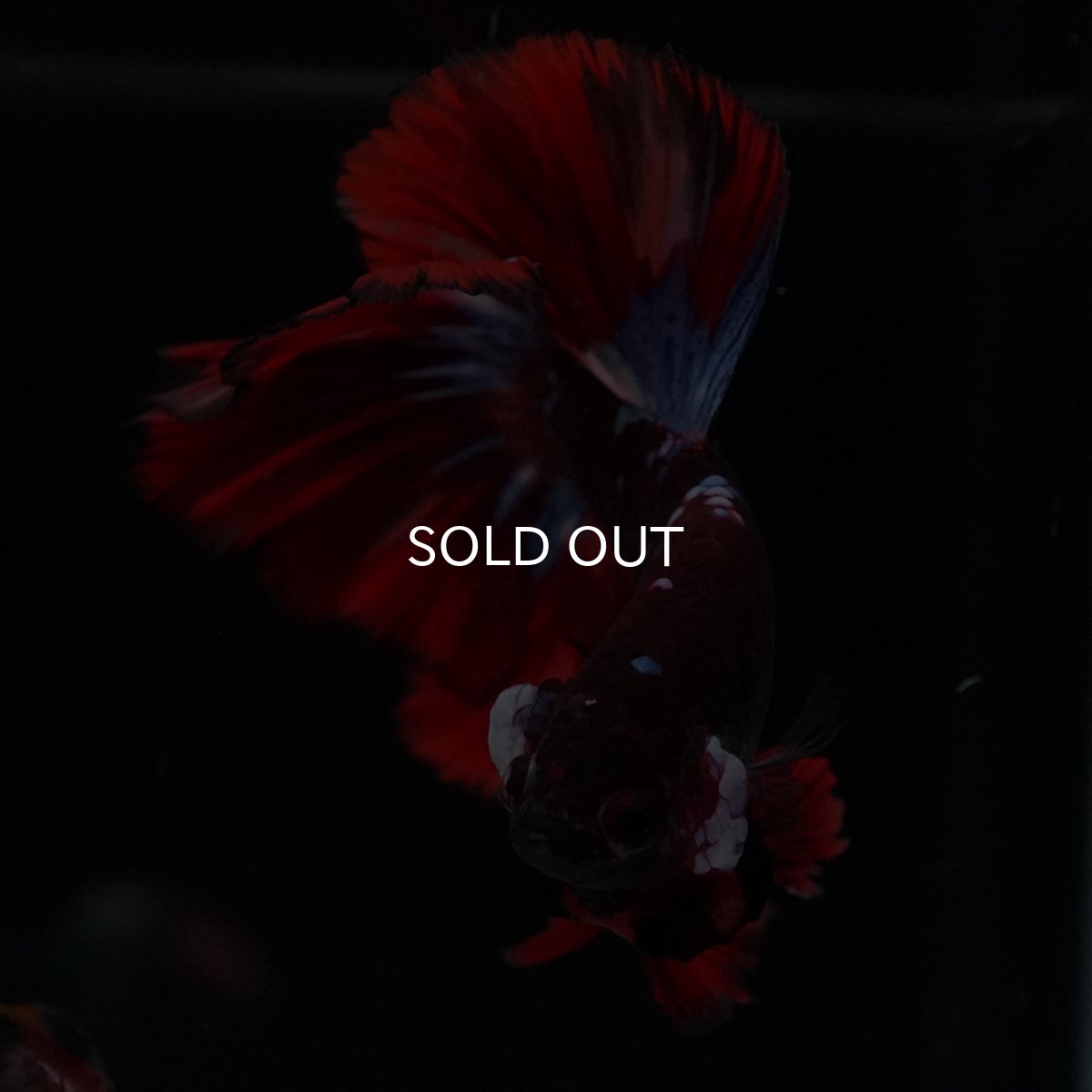 画像3: OHM　ブラックキャンディ (3)