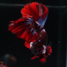 画像3: OHM　ブラックキャンディ (3)