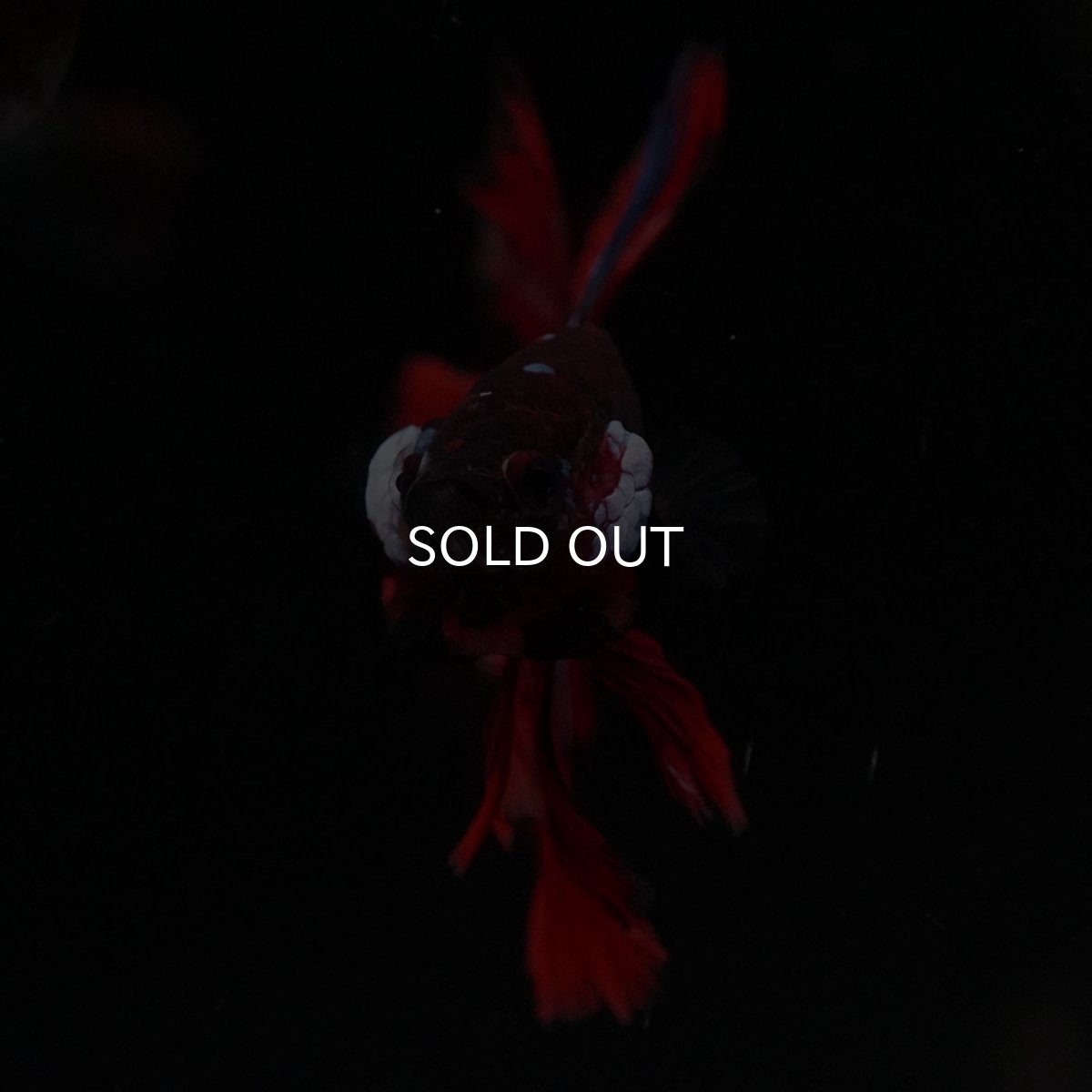 画像7: OHM　ブラックキャンディ (7)