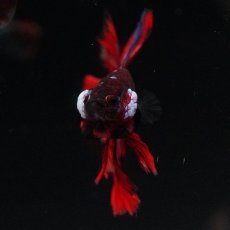 画像7: OHM　ブラックキャンディ (7)