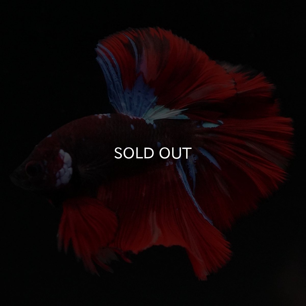 画像5: OHM　ブラックキャンディ (5)