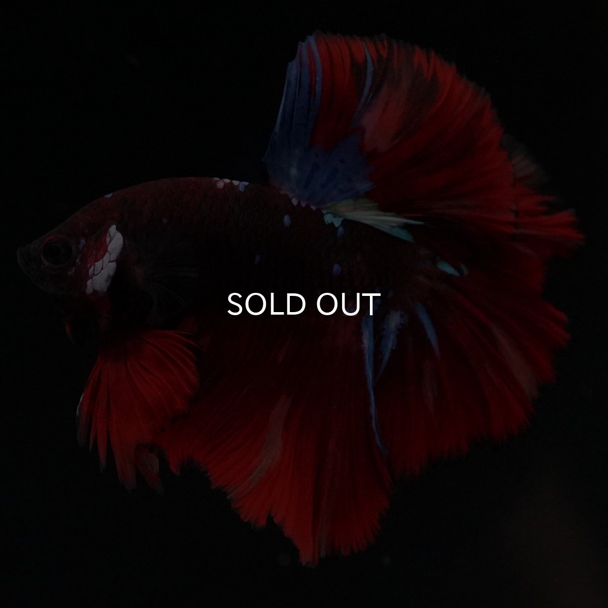 画像2: OHM　ブラックキャンディ (2)