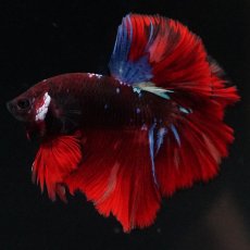 画像2: OHM　ブラックキャンディ (2)