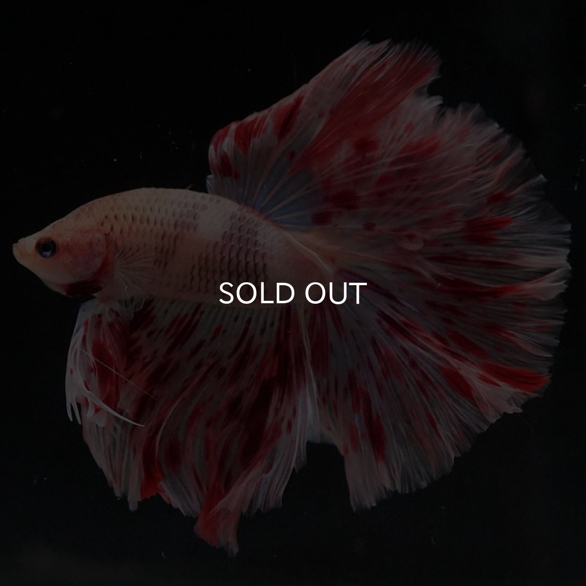 画像3: HM　アルマゲドン (3)