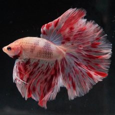 画像3: HM　アルマゲドン (3)