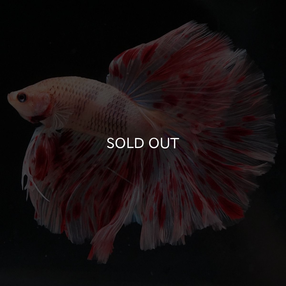 画像5: HM　アルマゲドン (5)