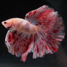 画像5: HM　アルマゲドン (5)