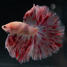 画像1: HM　アルマゲドン (1)