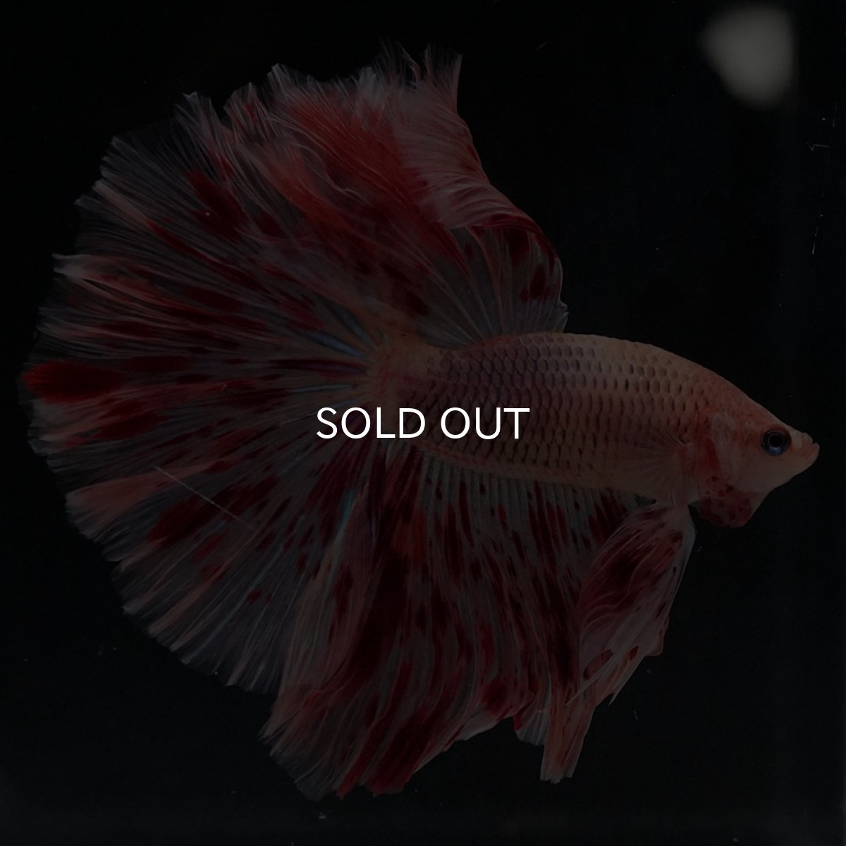 画像7: HM　アルマゲドン (7)