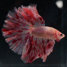 画像7: HM　アルマゲドン (7)