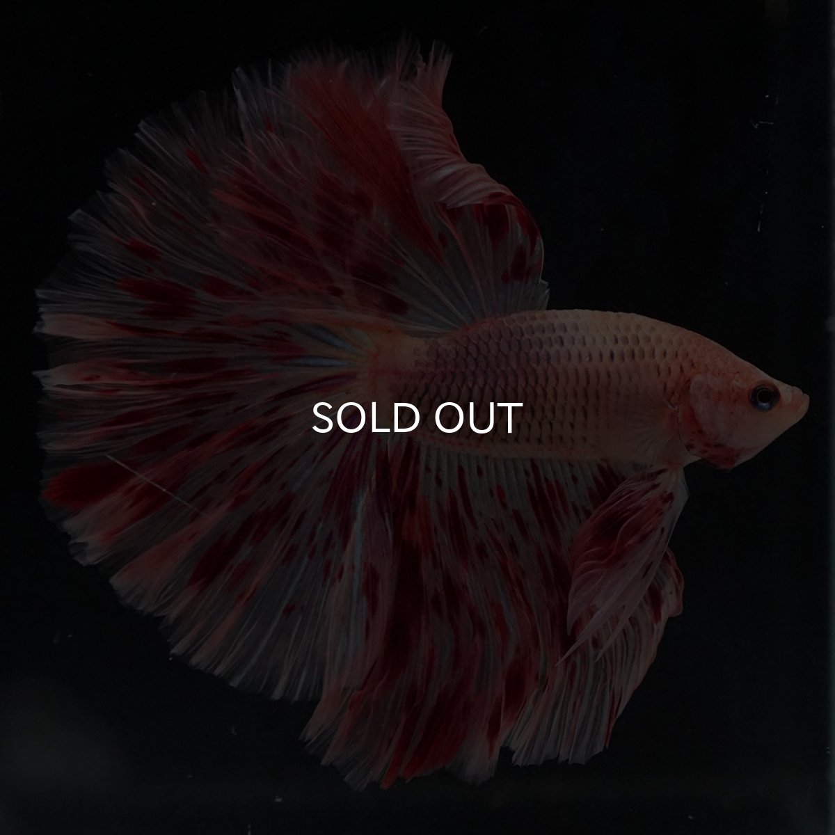 画像6: HM　アルマゲドン (6)