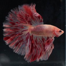 画像6: HM　アルマゲドン (6)