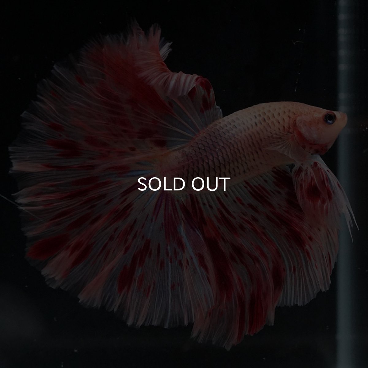 画像4: HM　アルマゲドン (4)