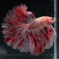 画像4: HM　アルマゲドン (4)