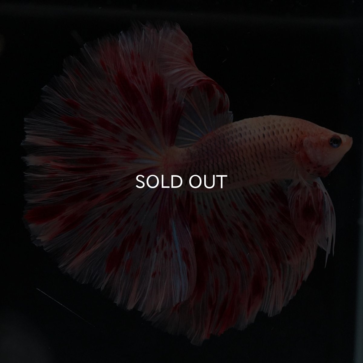 画像2: HM　アルマゲドン (2)