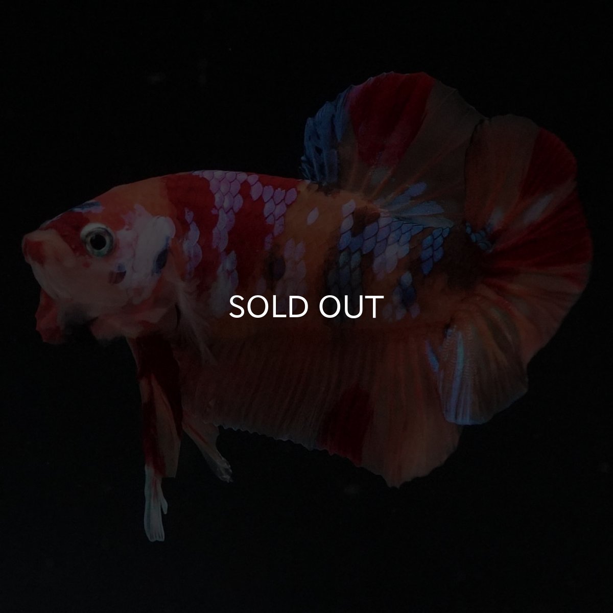 画像4: HMPK　キャンディギャラクシー (4)