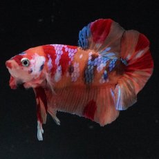 画像4: HMPK　キャンディギャラクシー (4)