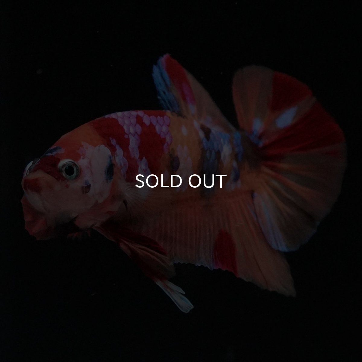 画像2: HMPK　キャンディギャラクシー (2)