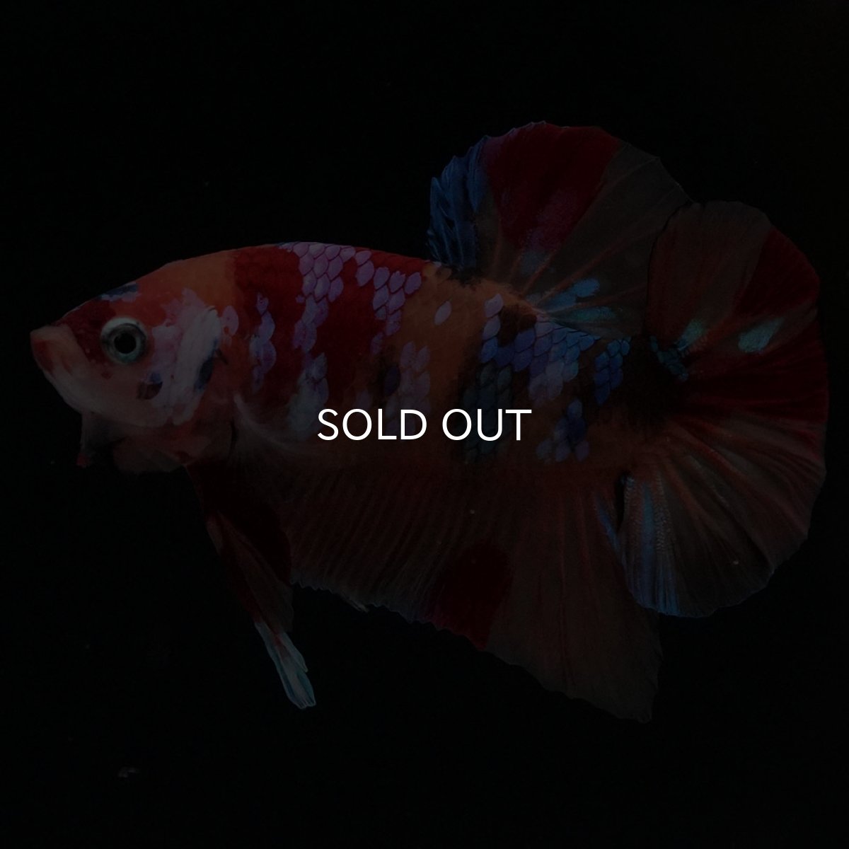 画像6: HMPK　キャンディギャラクシー (6)