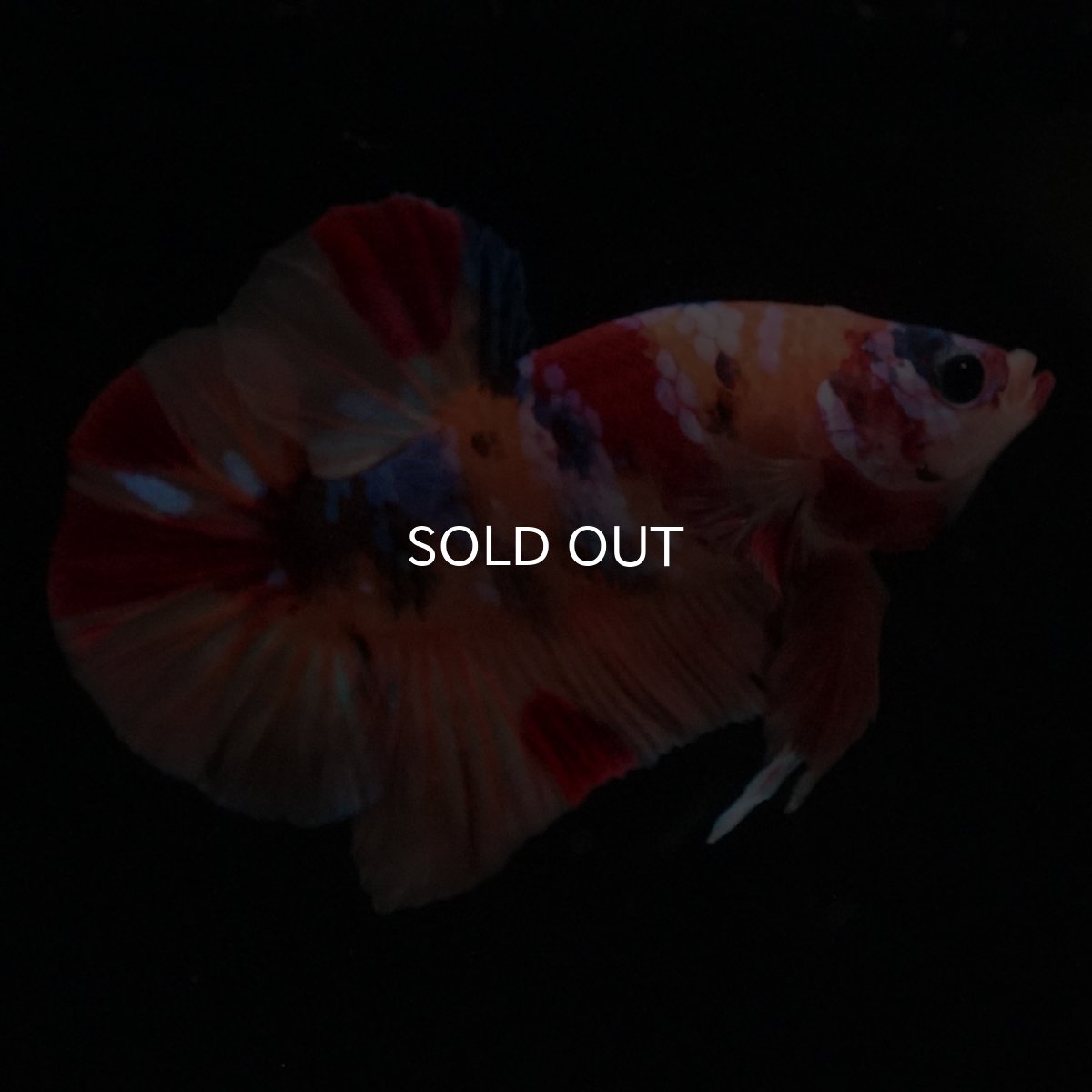 画像5: HMPK　キャンディギャラクシー (5)